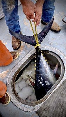 Bluefin tuna in ice cold fish hold on our boat