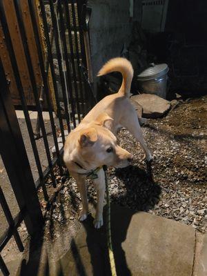 My dog in our secure fence locked in. Safe!