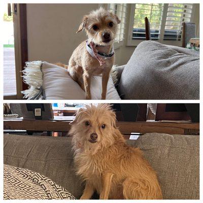 After and before for second dog