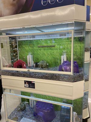 About 6 Guinea pigs in top tank with not nearly enough hay which is 90% of their diet