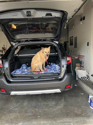 Frankie's new car!   dogs really do love Subarus!