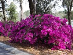 Healthy Azaleas all spring.  Over 100 plant varieties from top South Carolina growers