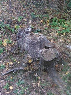 Birch tree stump