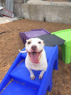 Pups love our outside play areas and our puppy playground equipment.