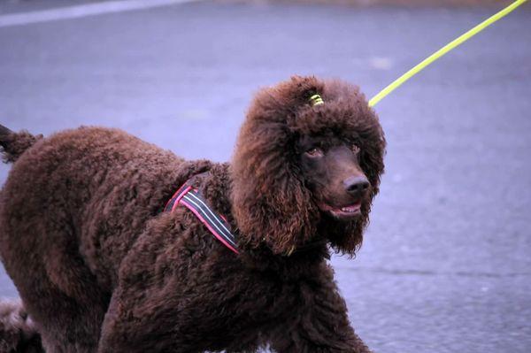 Brown, curly & clean Irish Water Spaniel!