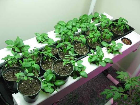 We love hydroponics.