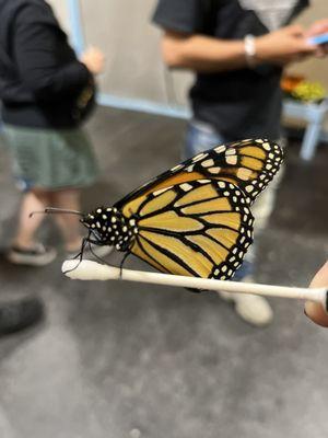 Butterfly Exhibit