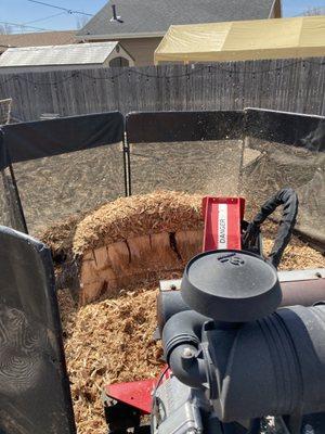 Halfway through a large stump job