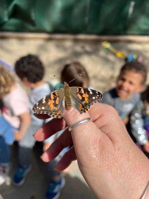 Caterpillars to butterfly release day