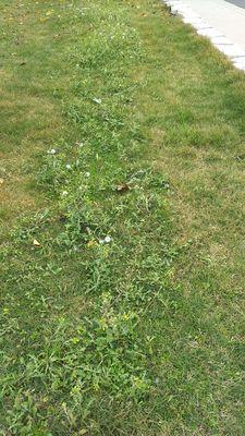 This is after 9 months of lawn service treatments.  It is like they sowed weed seeds instead of weed killer.