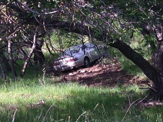 Close up through the trees