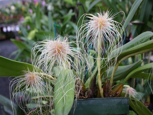 Bulbophyllums are one of the many species of orchids we offer!