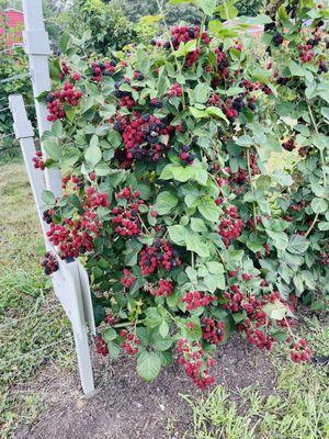 All of the red berries will eventually ripen for even more picking availability!