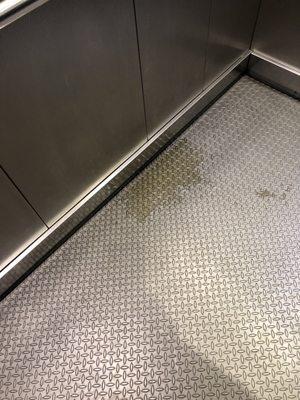 Dog piss in the elevator. Ground floor hallways reek of dog droppings.