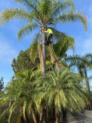 Palm tree trimming