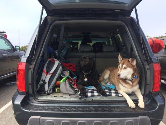 Pooped pooches at Adventure Camp