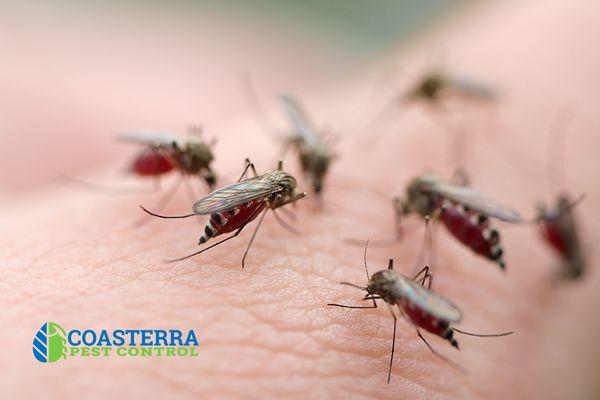 In need of mosquito control service? Coasterra can help, call today!!!