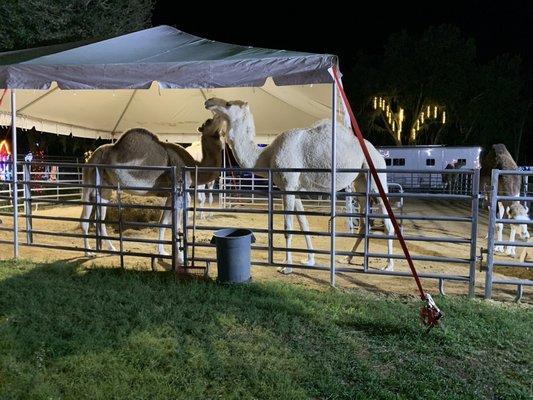 Hillsborough County Fair