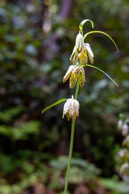 checkered lily