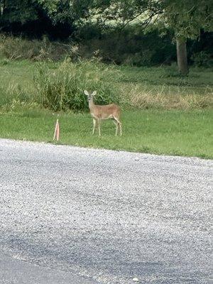 Deer, wildlife