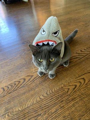 Sharky's Imposter