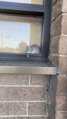 Rat in the window !