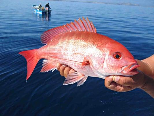 A pretty "bee-liner",red snapper