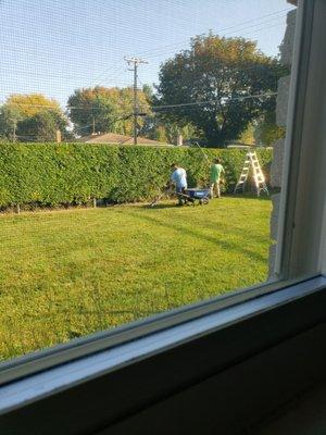 Taming the monster hedge