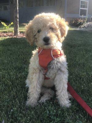 Happy little Walt after his appointment with the vet