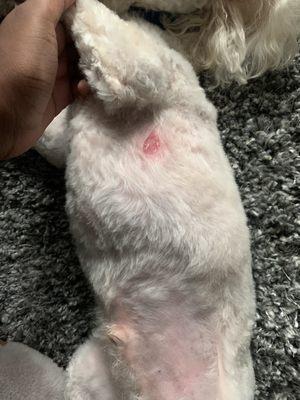 Small white dog with a cut on his ribcage