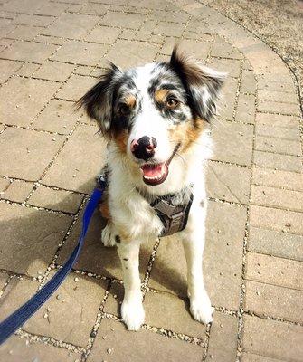 One of Lacy's pics during her walks. She's saying "I love Pawsitive Paws!"