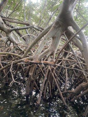 Awesome snake in the mangroves