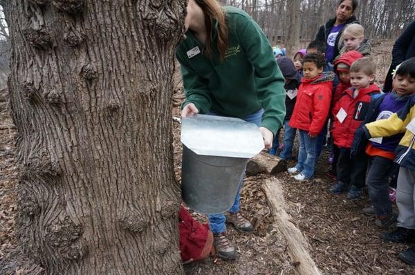 Spring field trip to learn about maple tree.