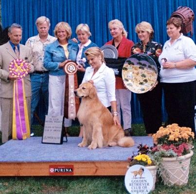 Hobo  3 times National Golden Retriever Specialty winner