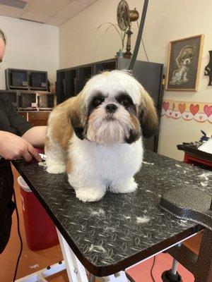 Beautiful girl being groomed today