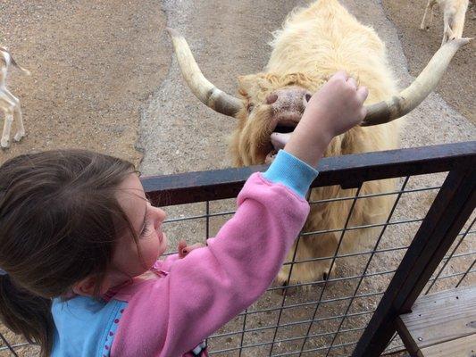 Highland cattle are friendly and gentle enough for the kids to feed