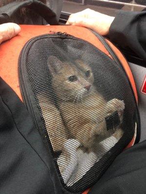 Sandy in his carrier asking to get out