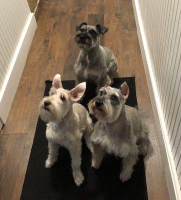 Schnauzer family