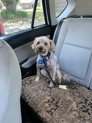 Max after grooming with Kristin