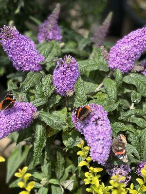 Butterfly bush doing its thing