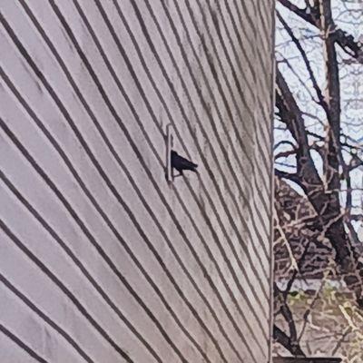 Birds getting into vent