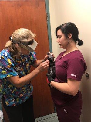 African Grey during Heath exam