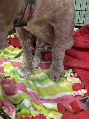 My foster dog's swollen leg, that she visibly was limping on. She is now unable to put pressure on her leg.