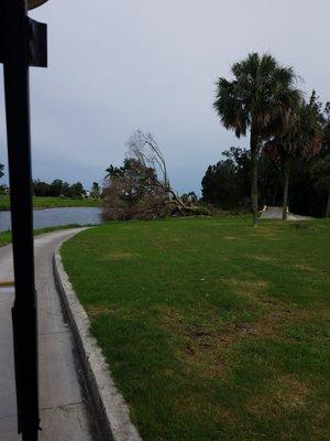 Trees still down from Hurricane Irma