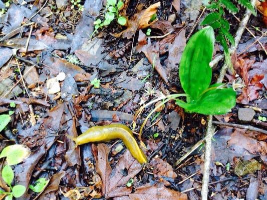 Banana slug