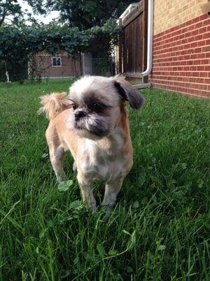 Maddie, two days after her fabulous summer-do by Susan Garfield!