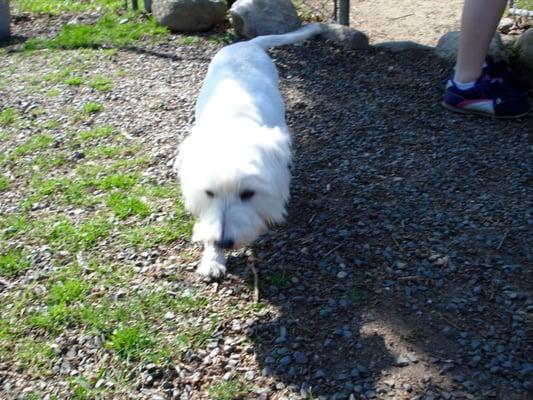 Coconut playing during TLC