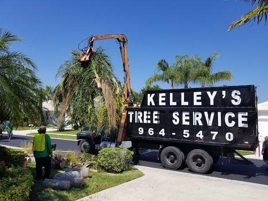 Tree Debris Removal