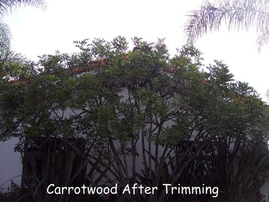 Carrotwood after trimming