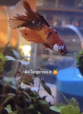 Tangerine Koi Betta